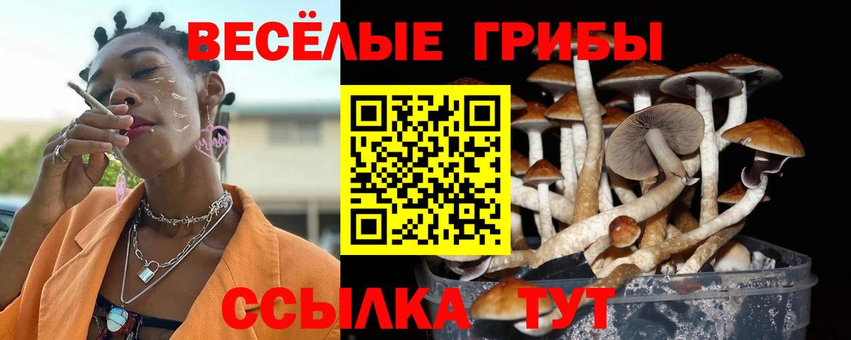 Псилоцибиновые грибы ЛСД  Вход с VPN  Камышлов  Псилоцибиновые грибы Psilocybine cubensis 
